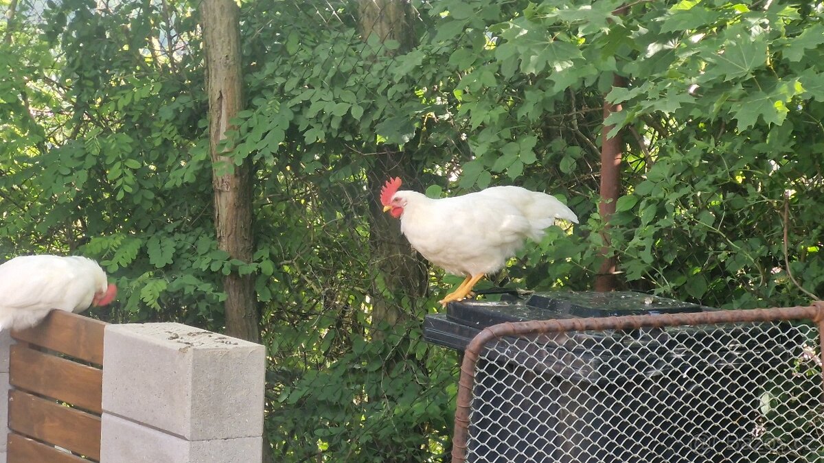Chovný kohout Leghorn - 3