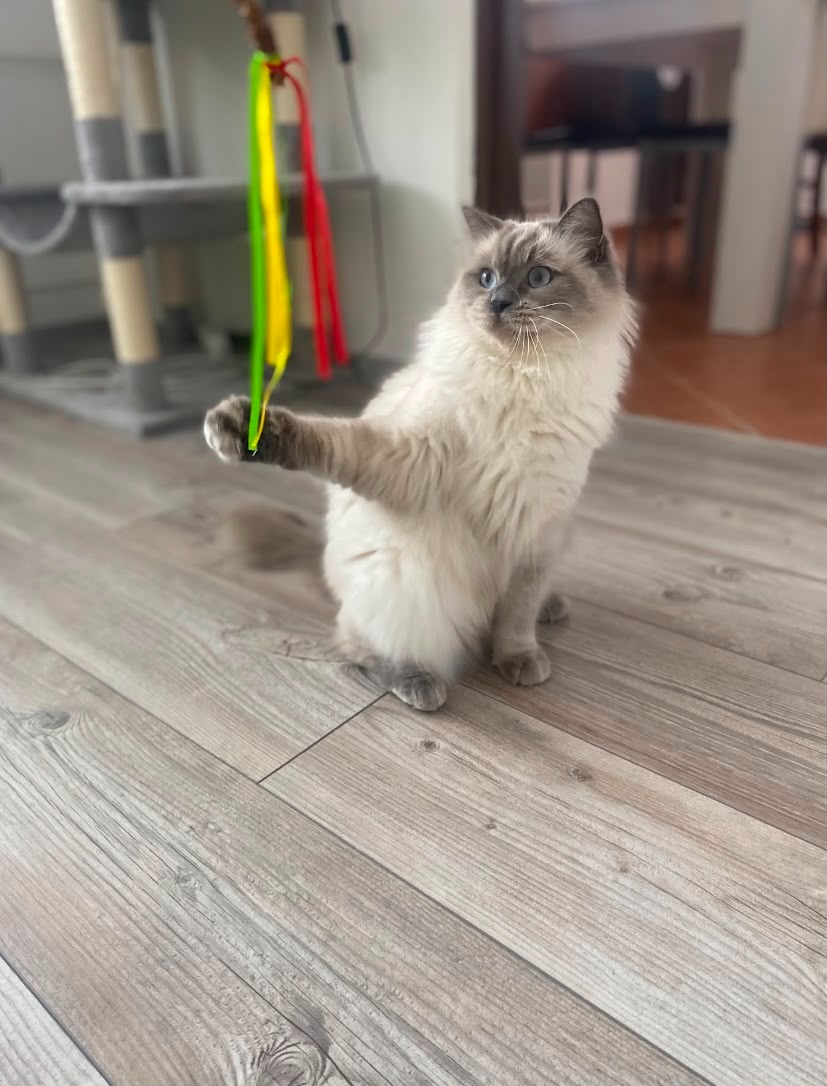 Kočka Ragdoll 2 roky - 3
