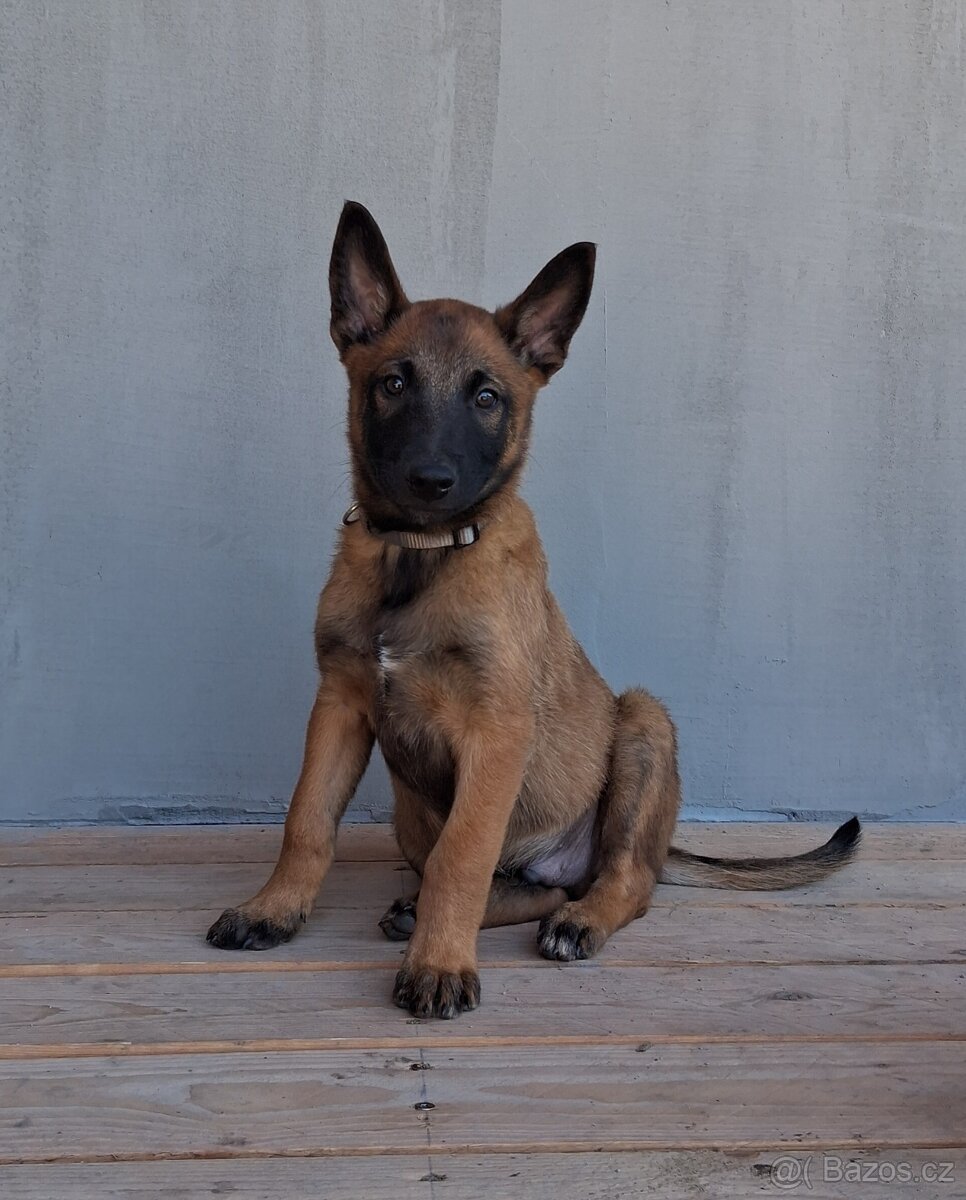 Štěňata Belgický ovčák malinois s PP - 3