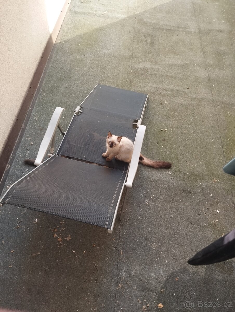 Prodám koťátka Ragdoll - 3