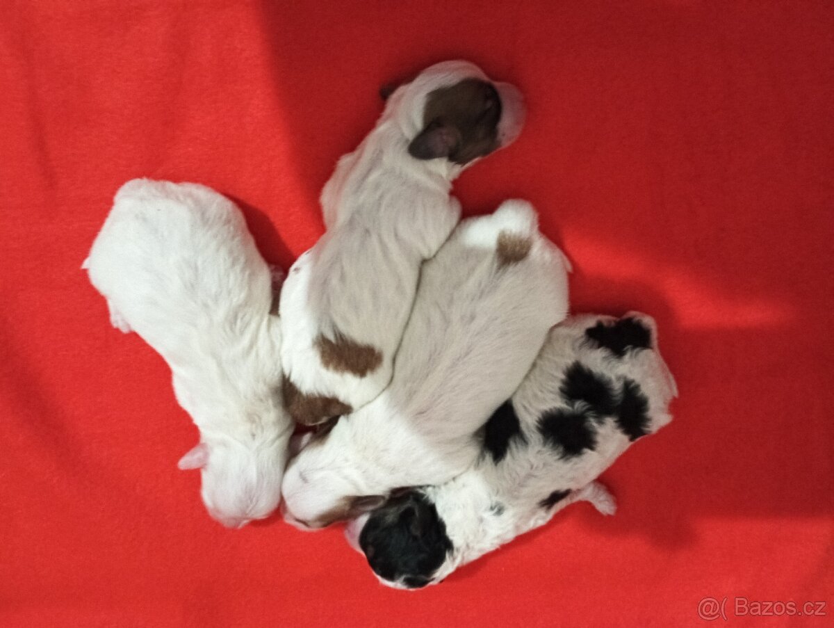 Coton de Tulear s PP - 3