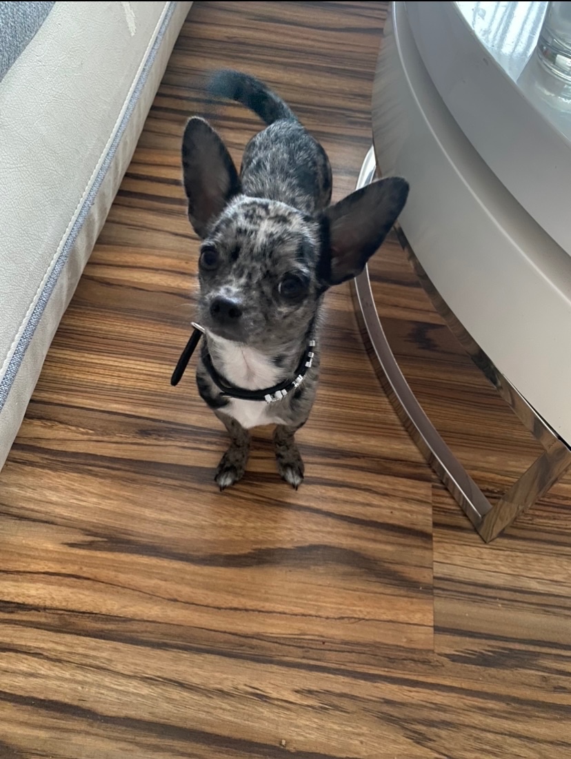 Čivava ke krytí - 3