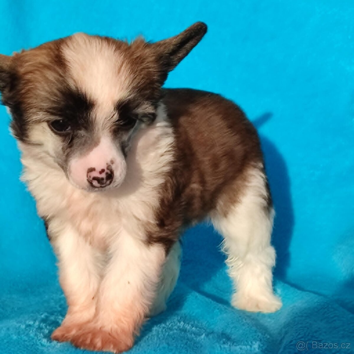 Čínský chocholatý pes labutěnka s pp - 3