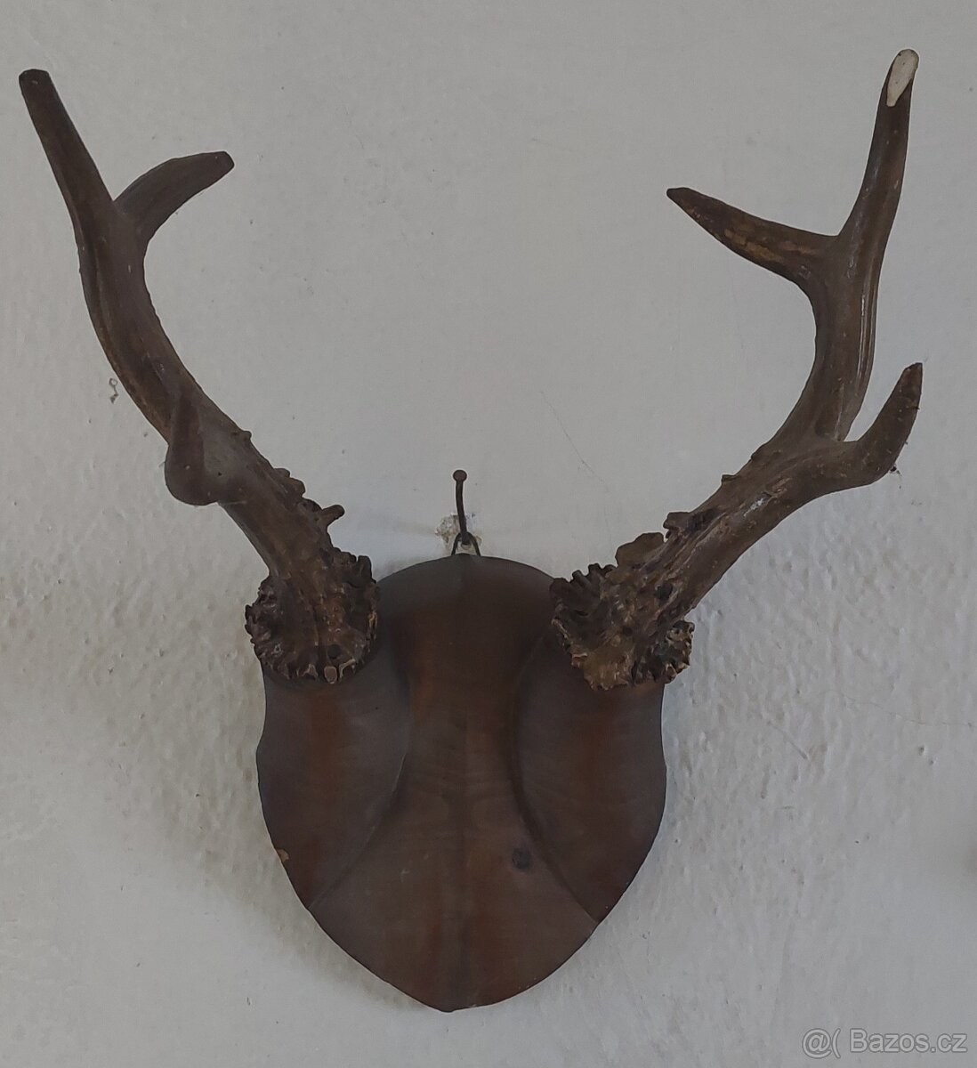 Parohy a paroží, bažant - 3