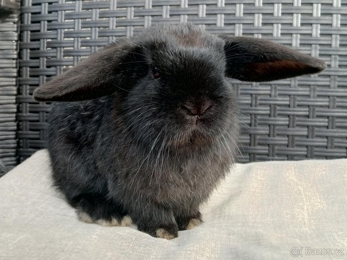 Volný Sameček - Anglický Zakrslý Beránek MiniLop🍑🧡 - 3