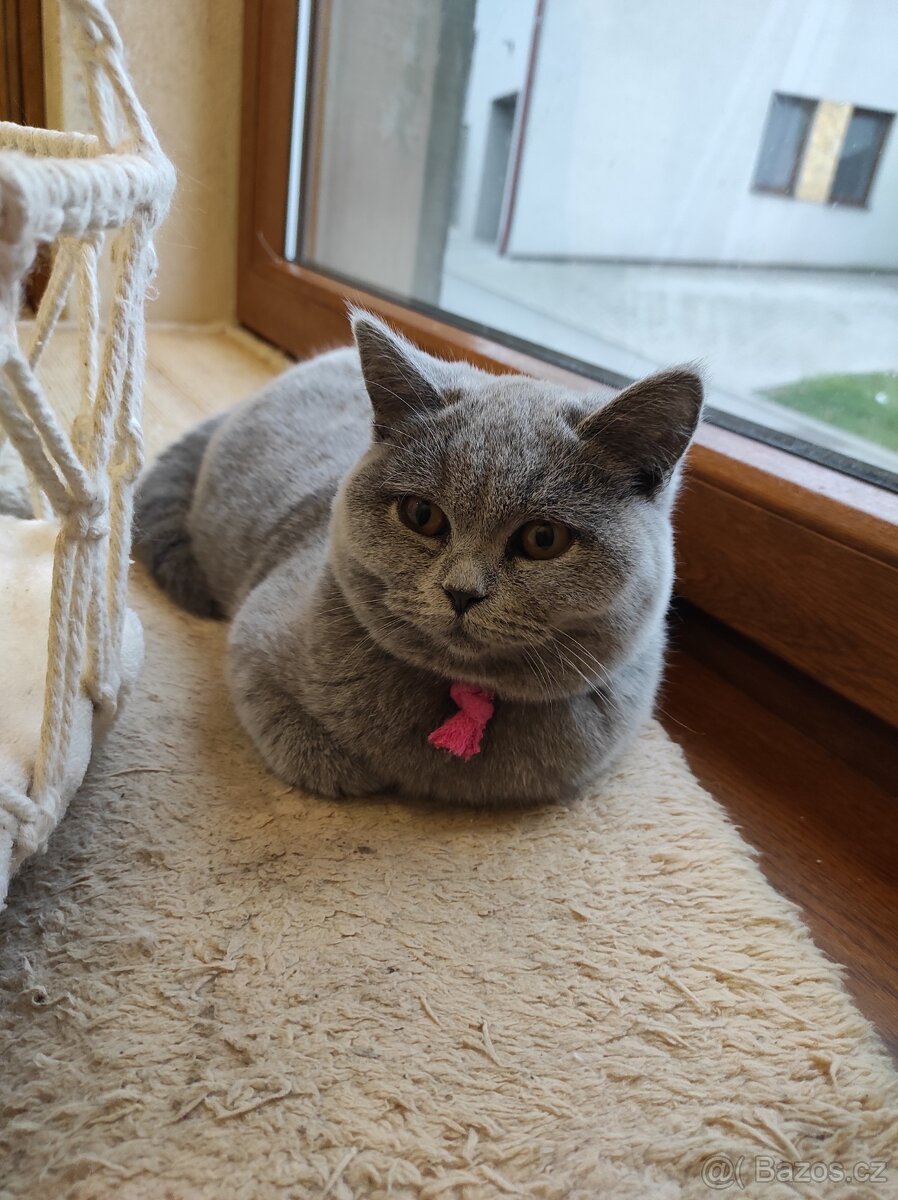 Britská koťata britské kotě - 3