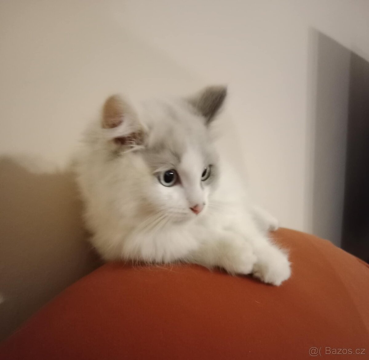 Ragdoll koťátka bez PP - 3