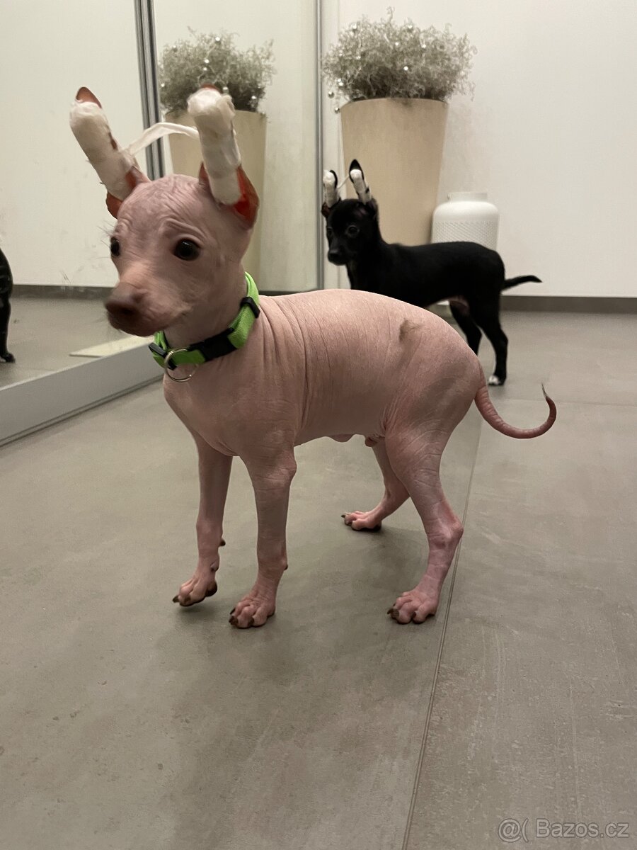 Peruánsky naháč malý - Anthoni - 3