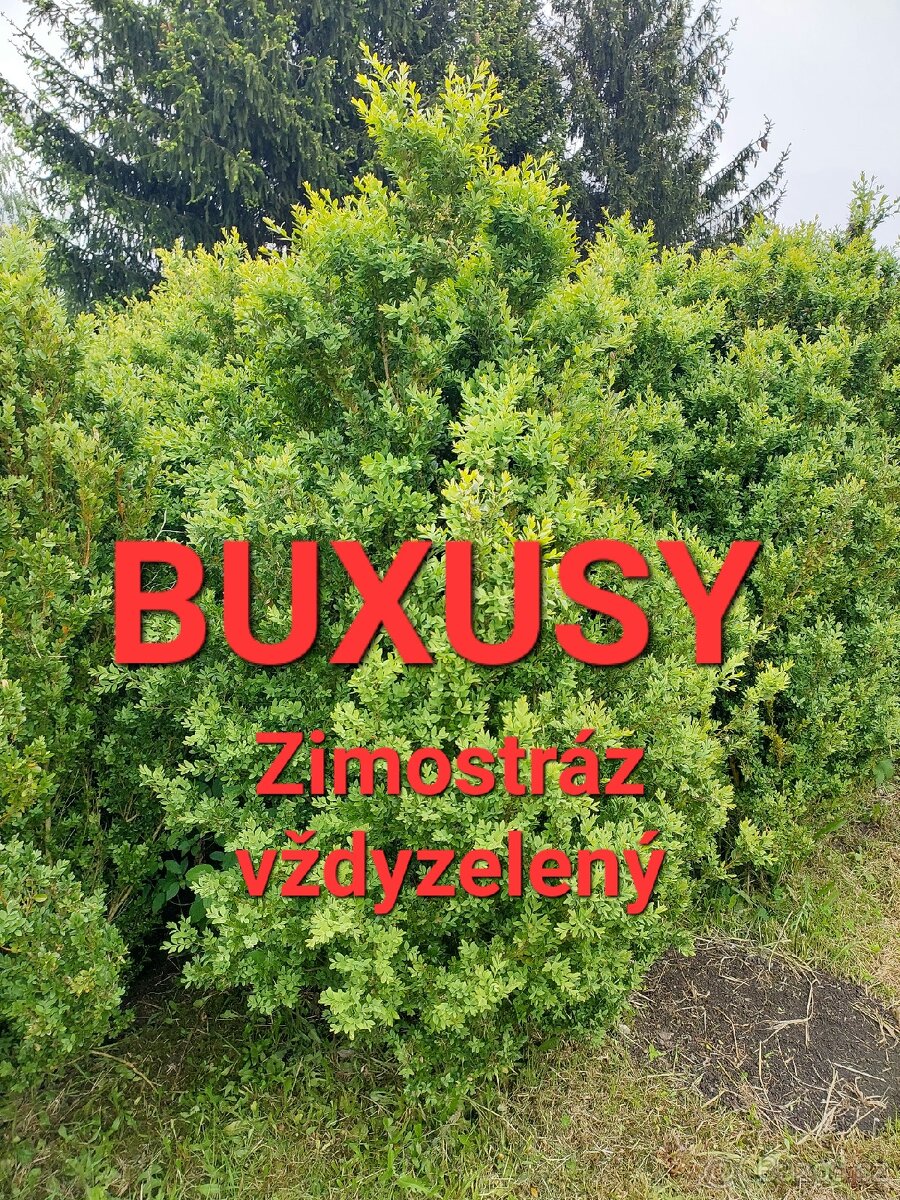 Vzrostlé buxusy 160ks. - 3