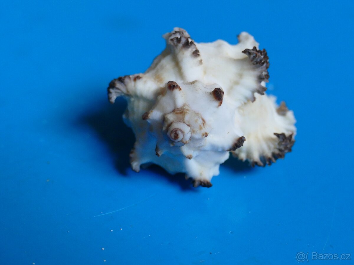 Chicireus cichoreum , forma endivia - 3