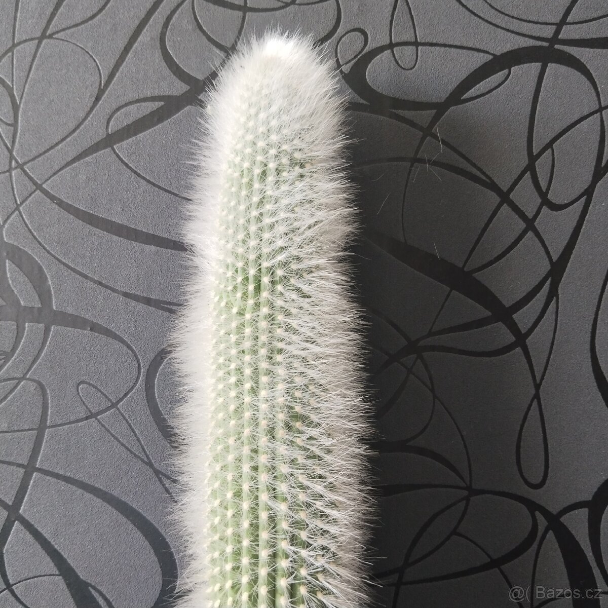 Velký kaktus 60 cm - 3