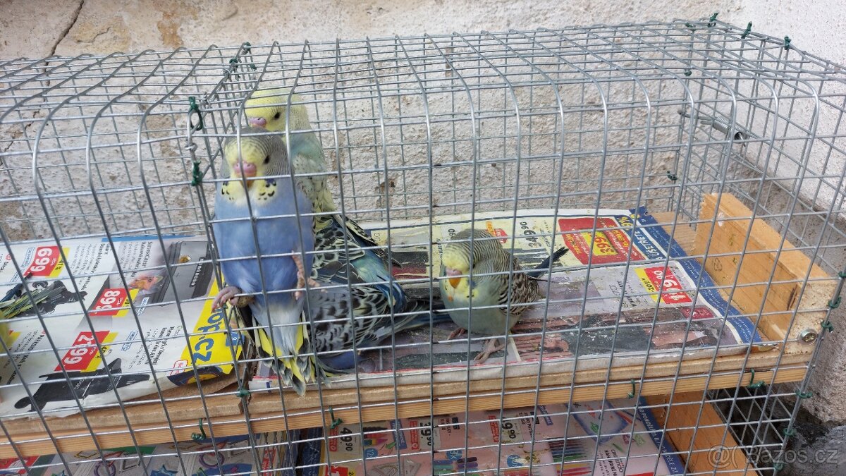 Andulky samečci - 3