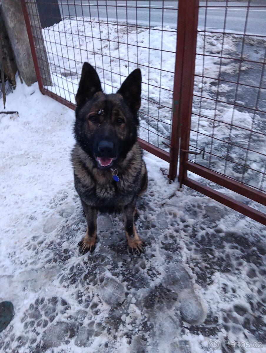 Daruji psa něm.ovcaka - 3