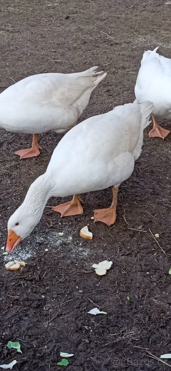 Prodám housera husy české - 3