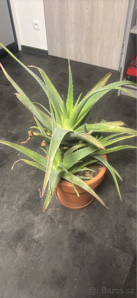 Pravá Aloe - 3