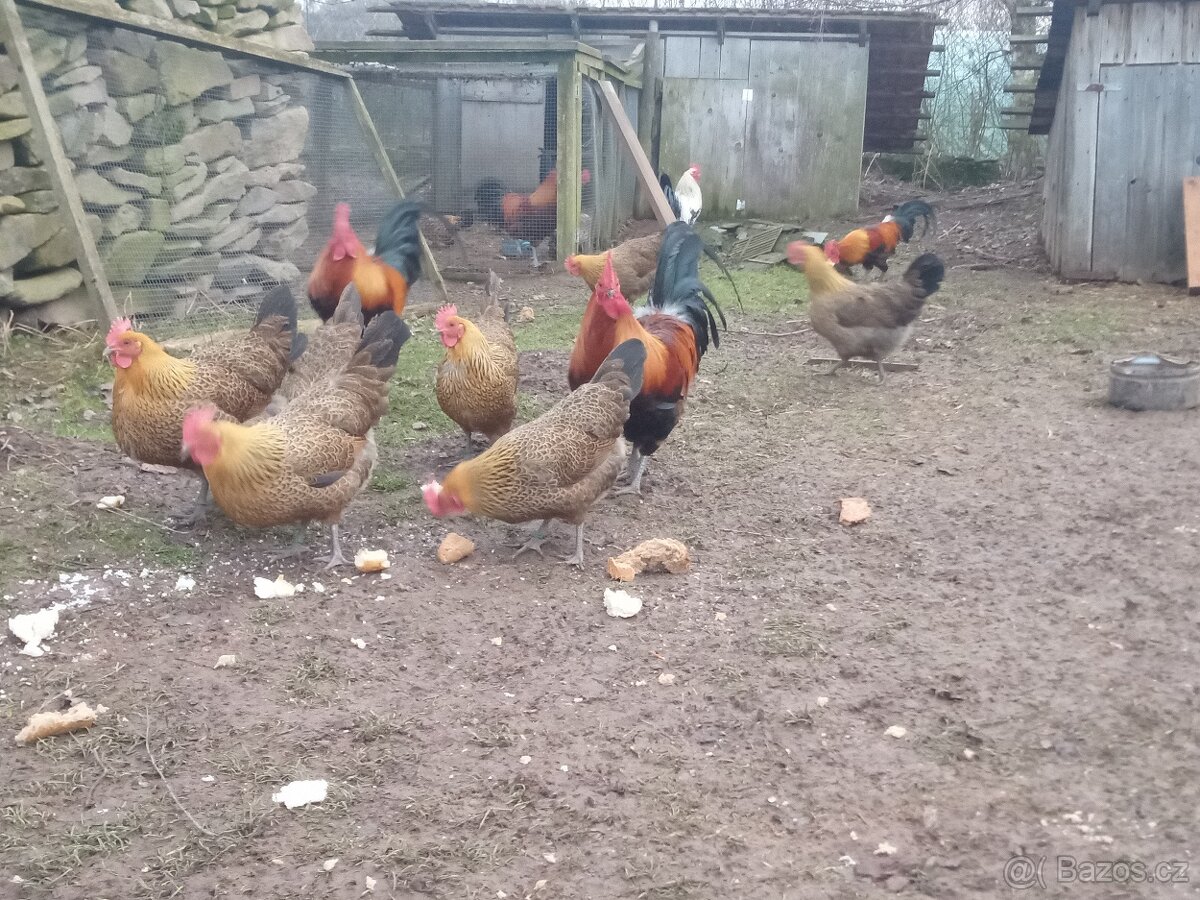 Česká zlatá kropenka - 3