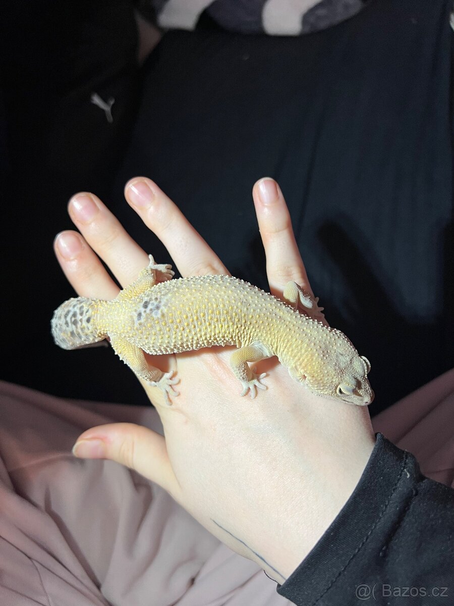 Prodám Gekončík Noční - 3