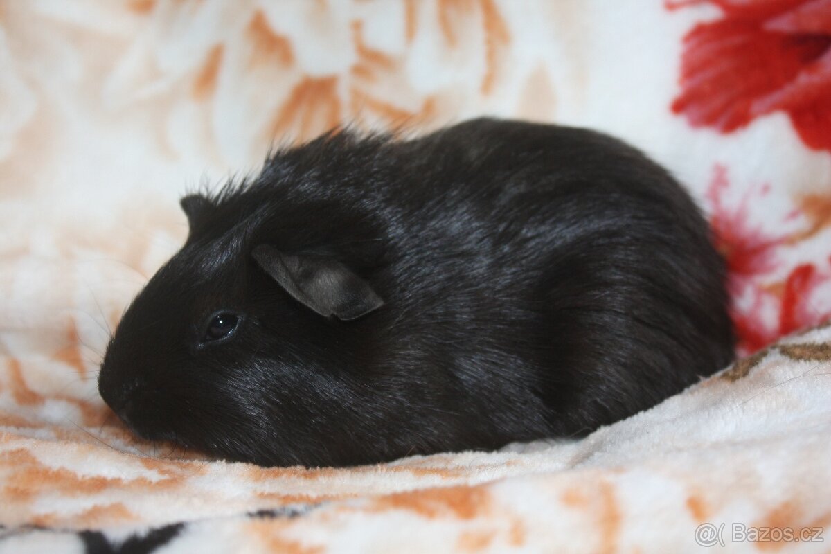 Morčátka krátkosrstá z chs - 3