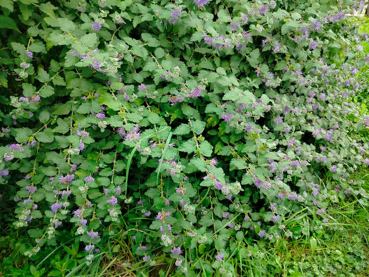 Prodám Ořechoplodec (Ořechokřídlec, Caryopteris) kvetoucí mo - 3