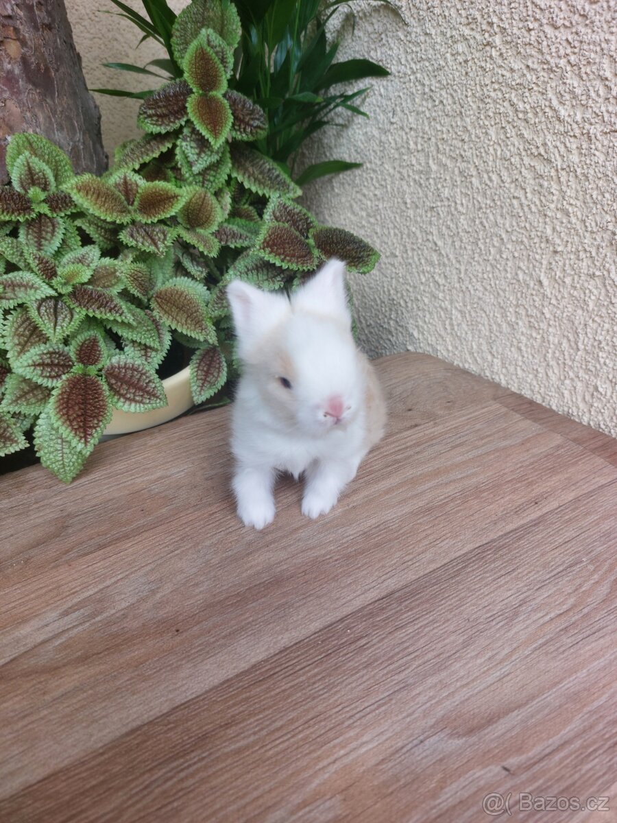 Zakrslý králík TEDDY - sameček - 3