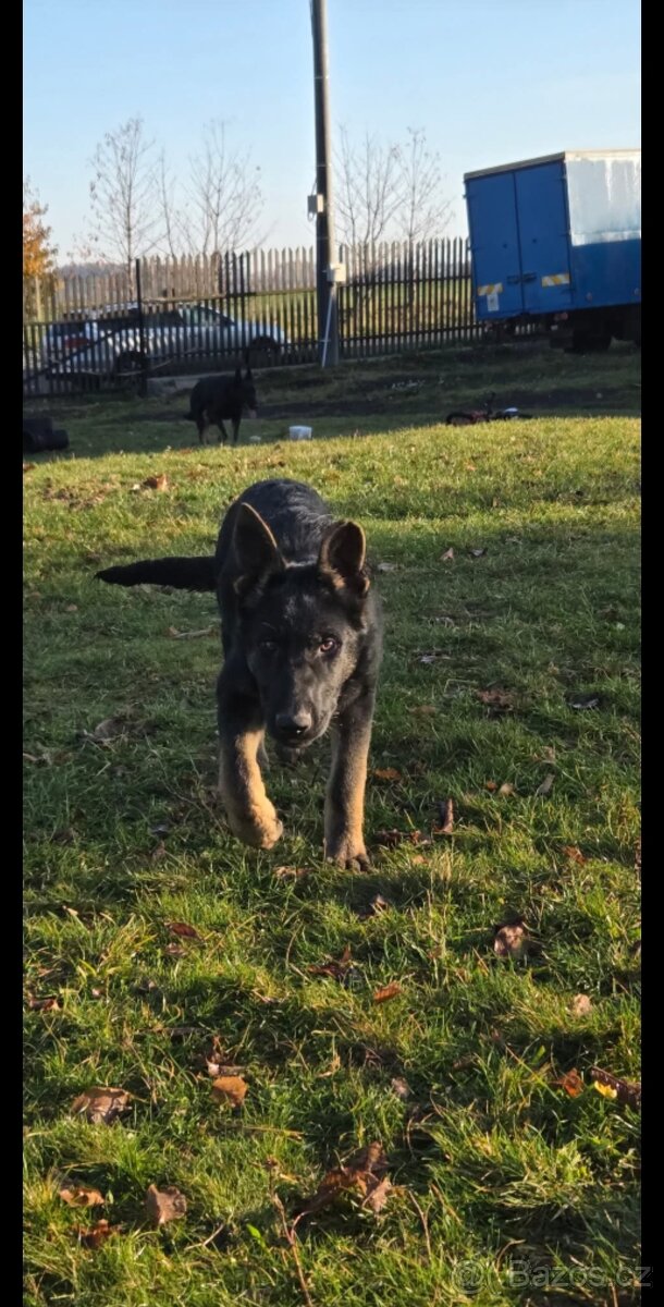 Německý ovčák štěně - 3