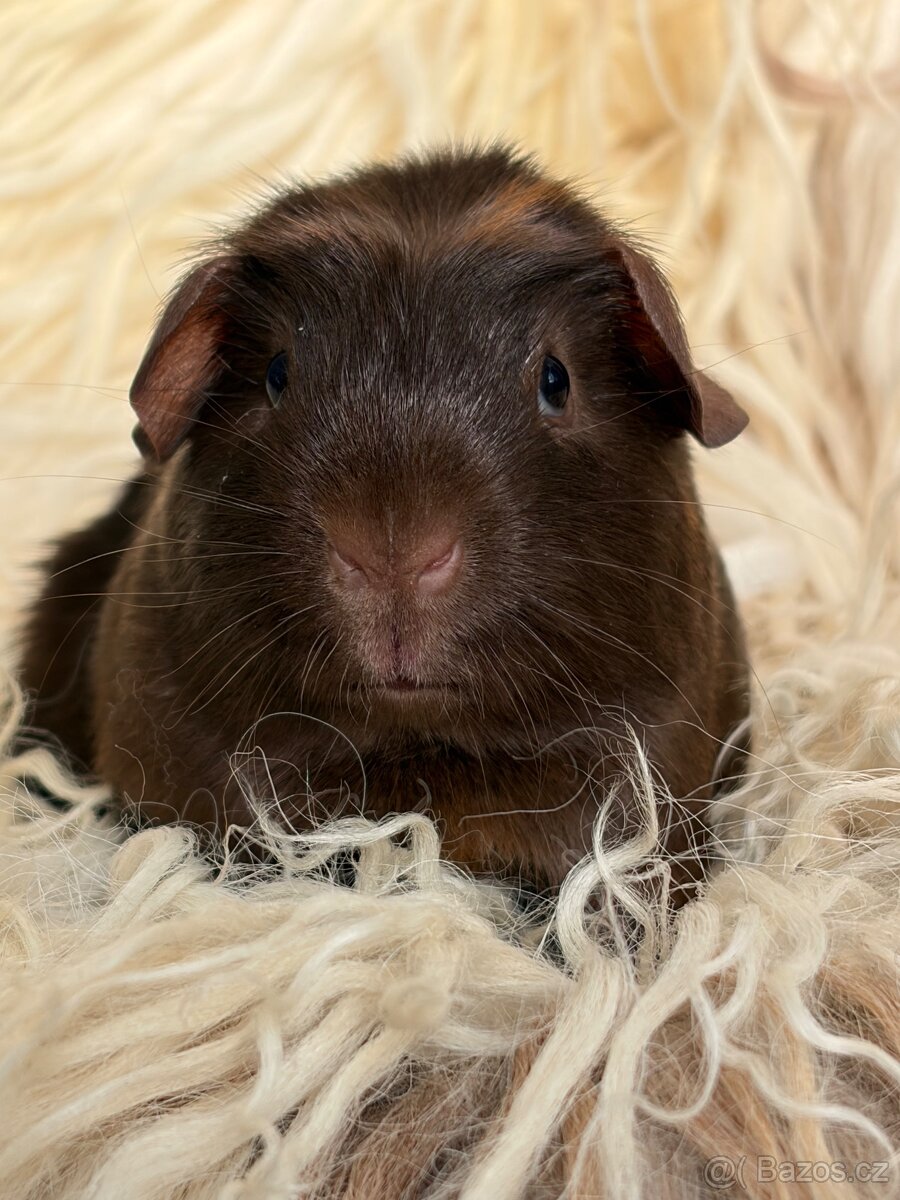 Morčátka s rodokmenem - 3