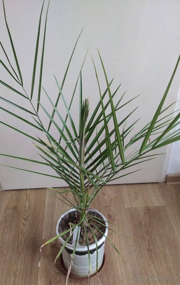 Datlovník pravý-Phoenix Dactylifera 400Kč - 3