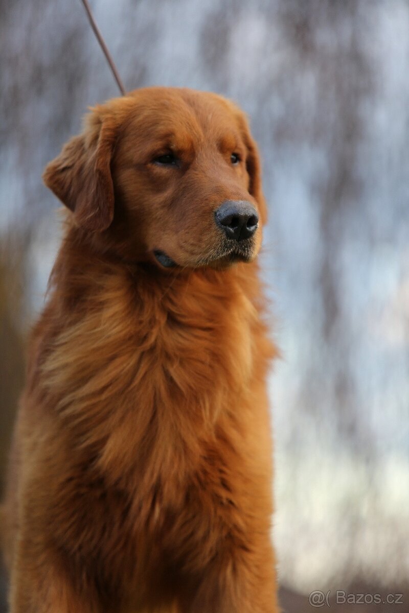 GOLDEN RETRIEVER- ZKwP/FCI, american type,zlatý retrívr - 3