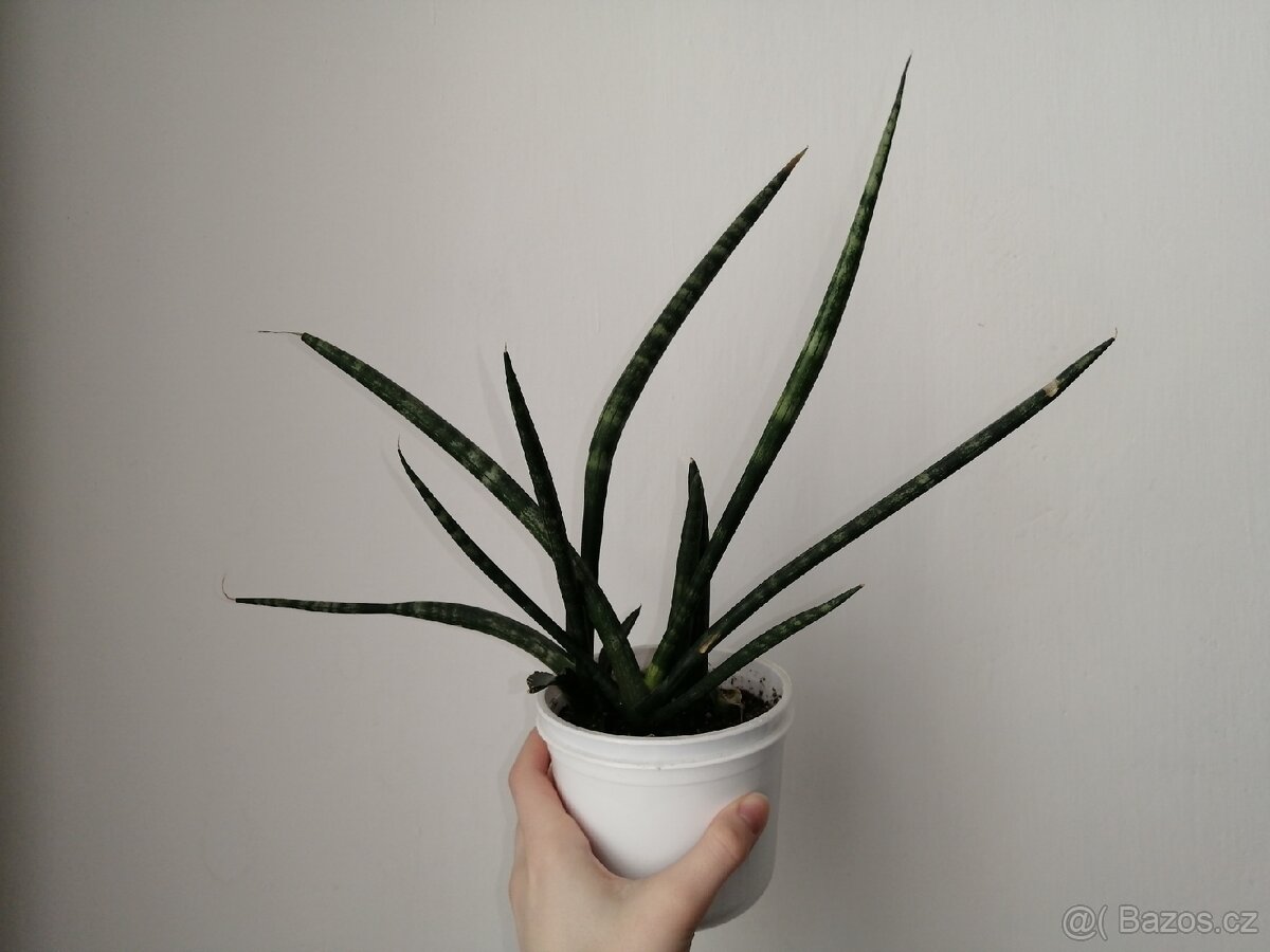 Sansevieria cylindrica - 3