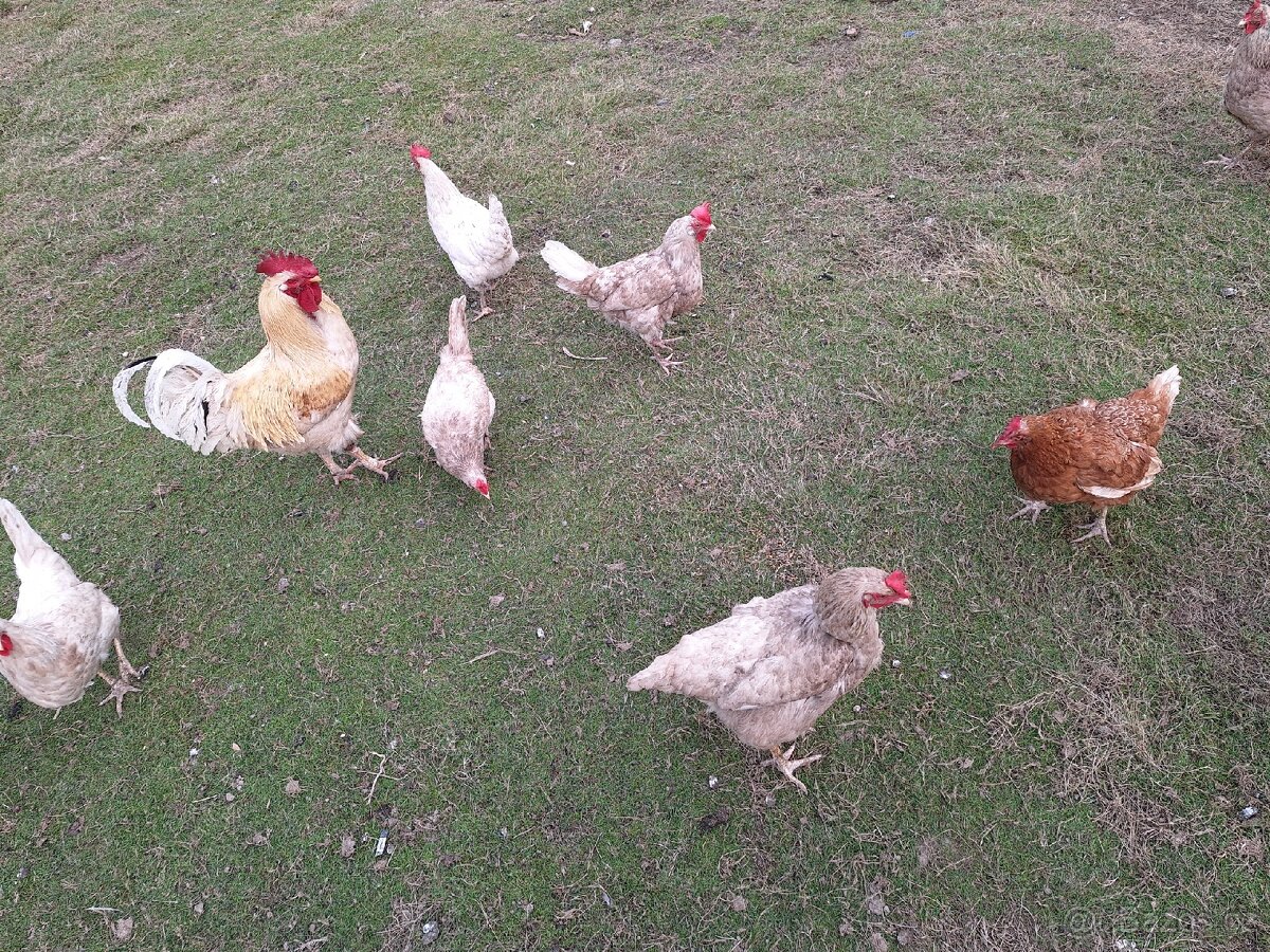 Prodám domácí vajíčka - 3