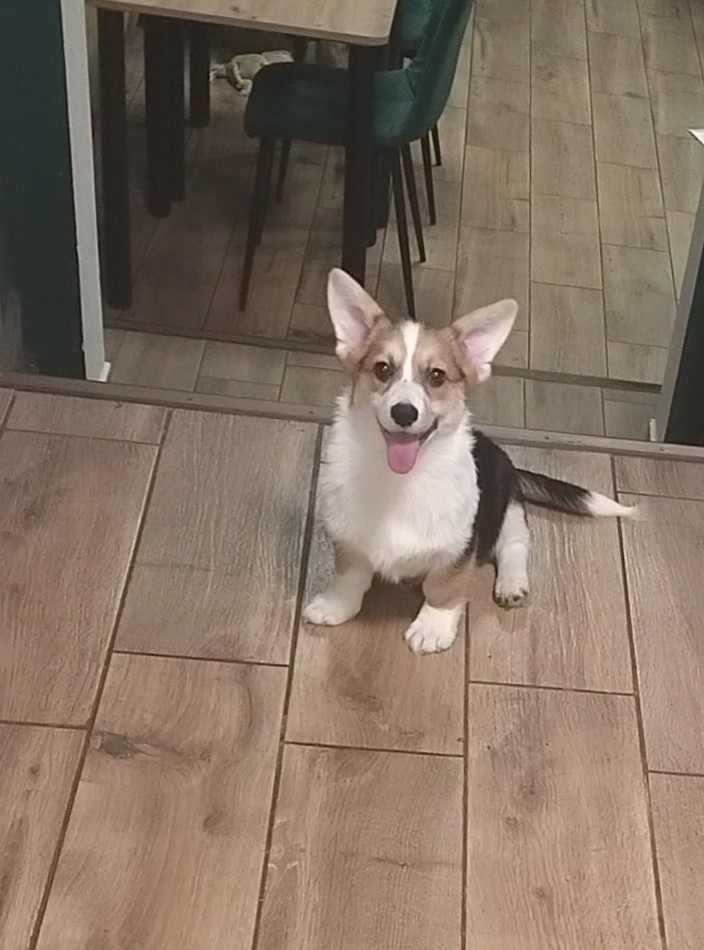 Welsh Corgi Pembroke FCI - 3