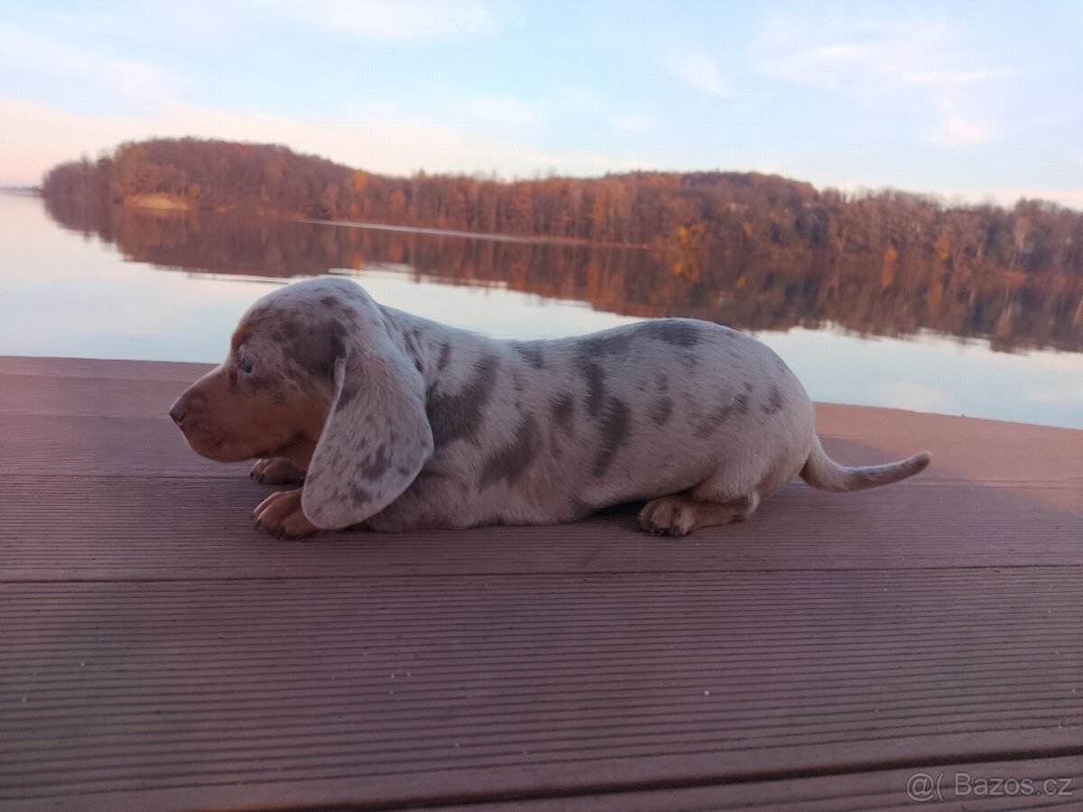 Trpasličí hladkosrstý jezevčík - 3