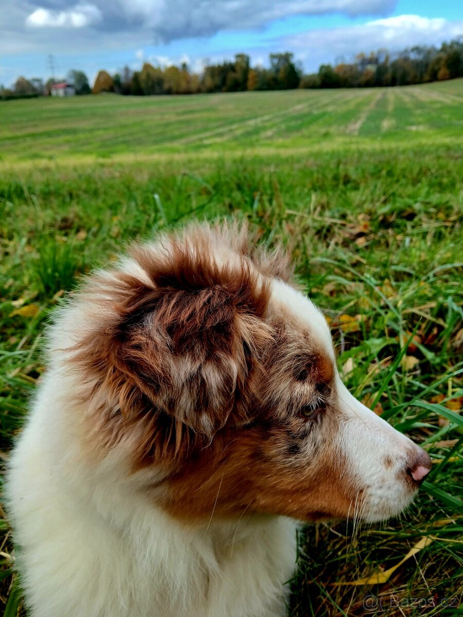 Border kolie x australak - 3