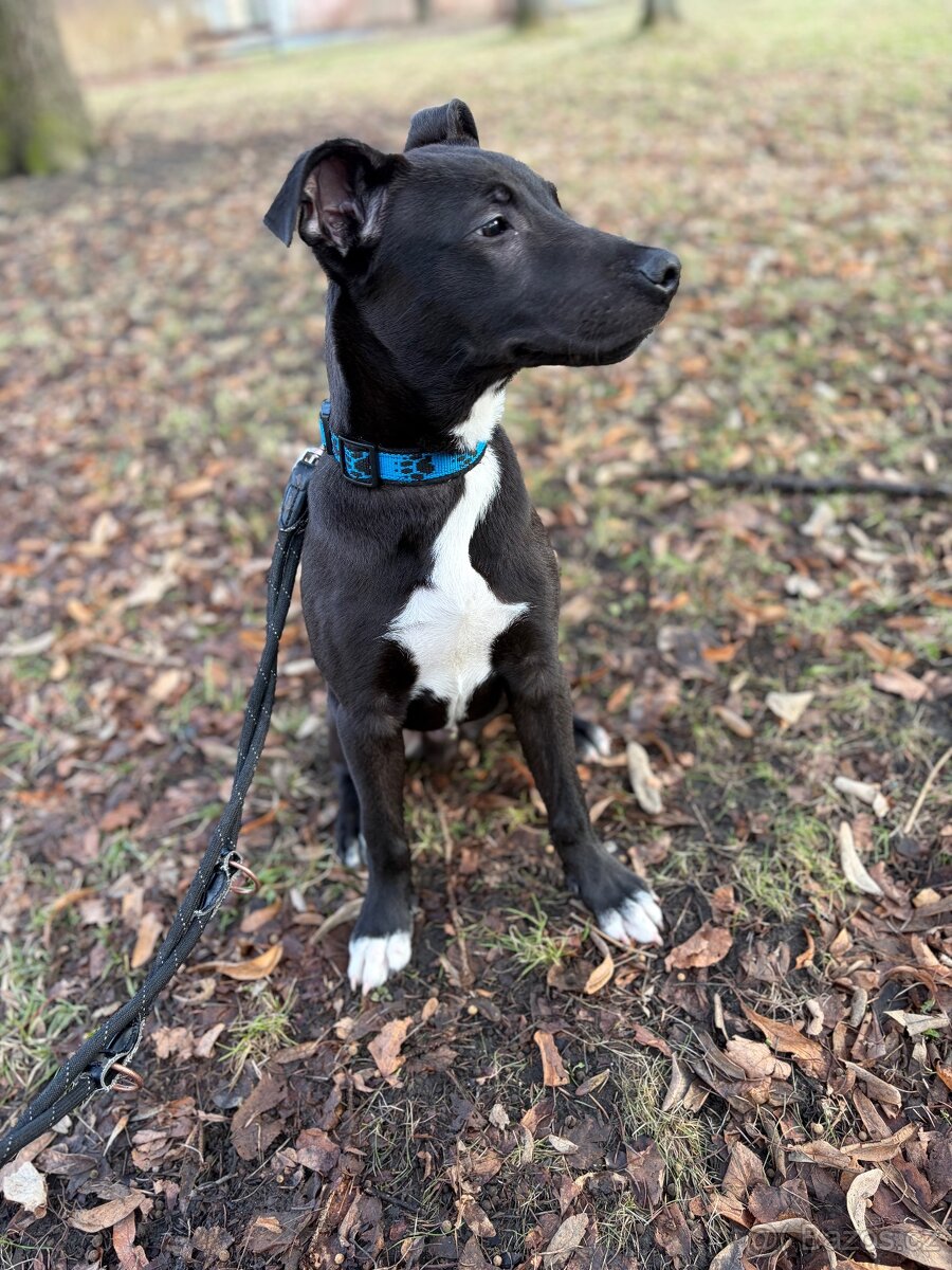 Prodám staforda 6 měsíců. - 3