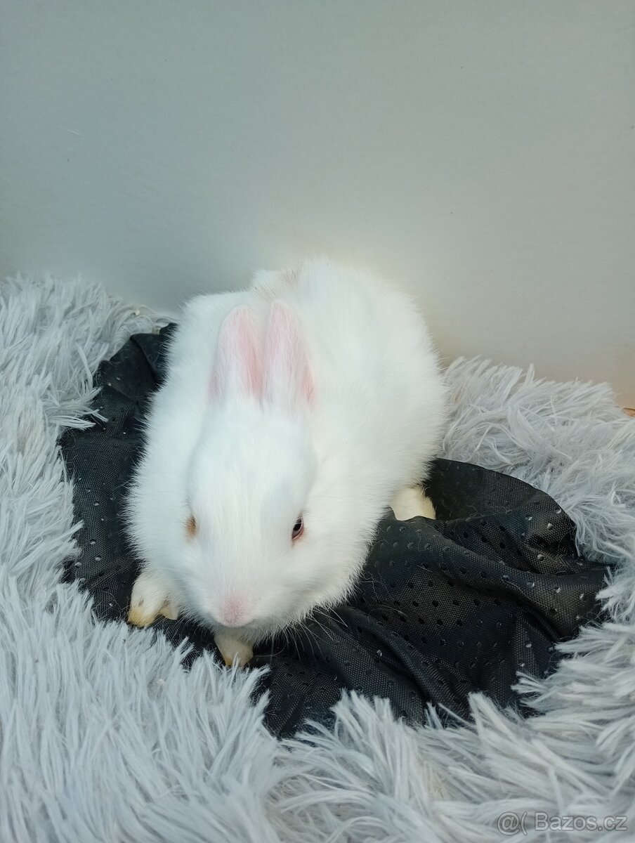 Zakrslý beránek I3 - 3