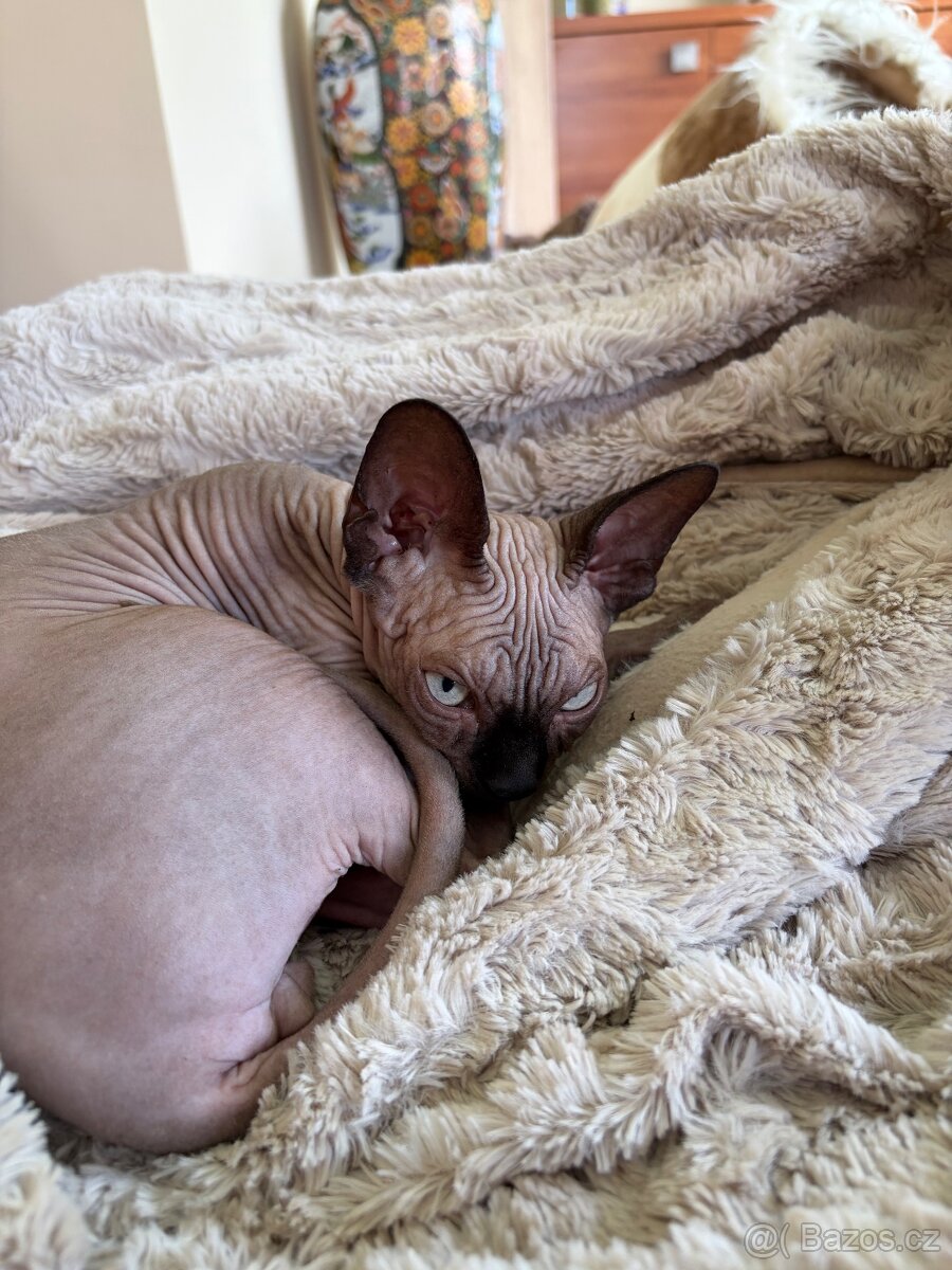 Kocourek Sphynx (Elf - Strike) - 3