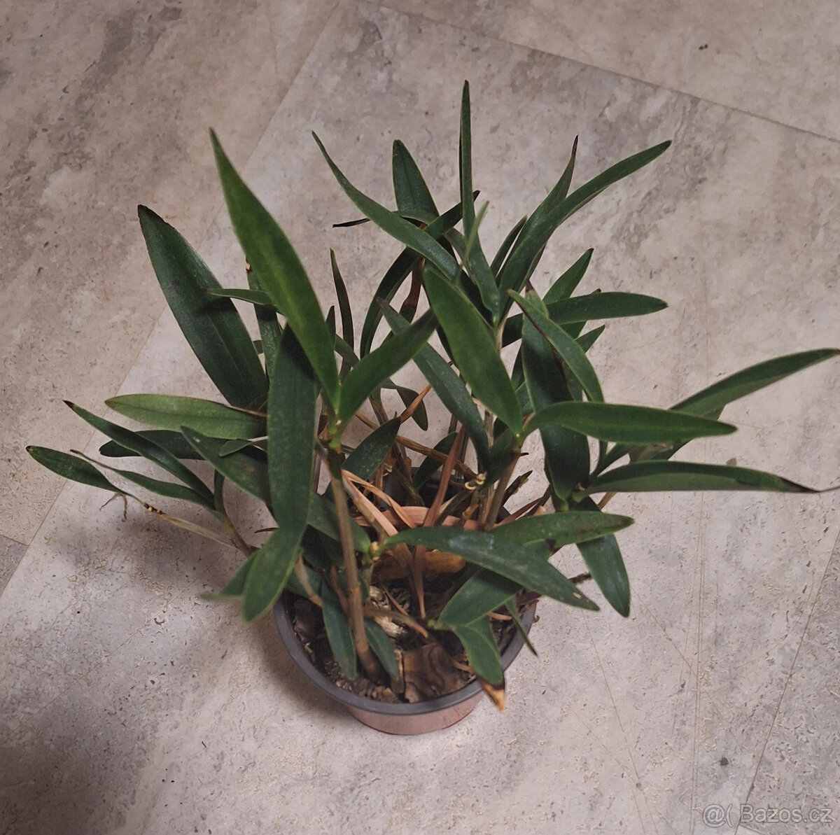 Dendrobium kingianum - 3