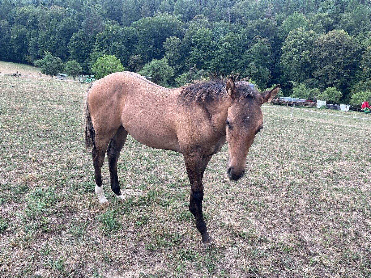 Hřebeček QH - 3