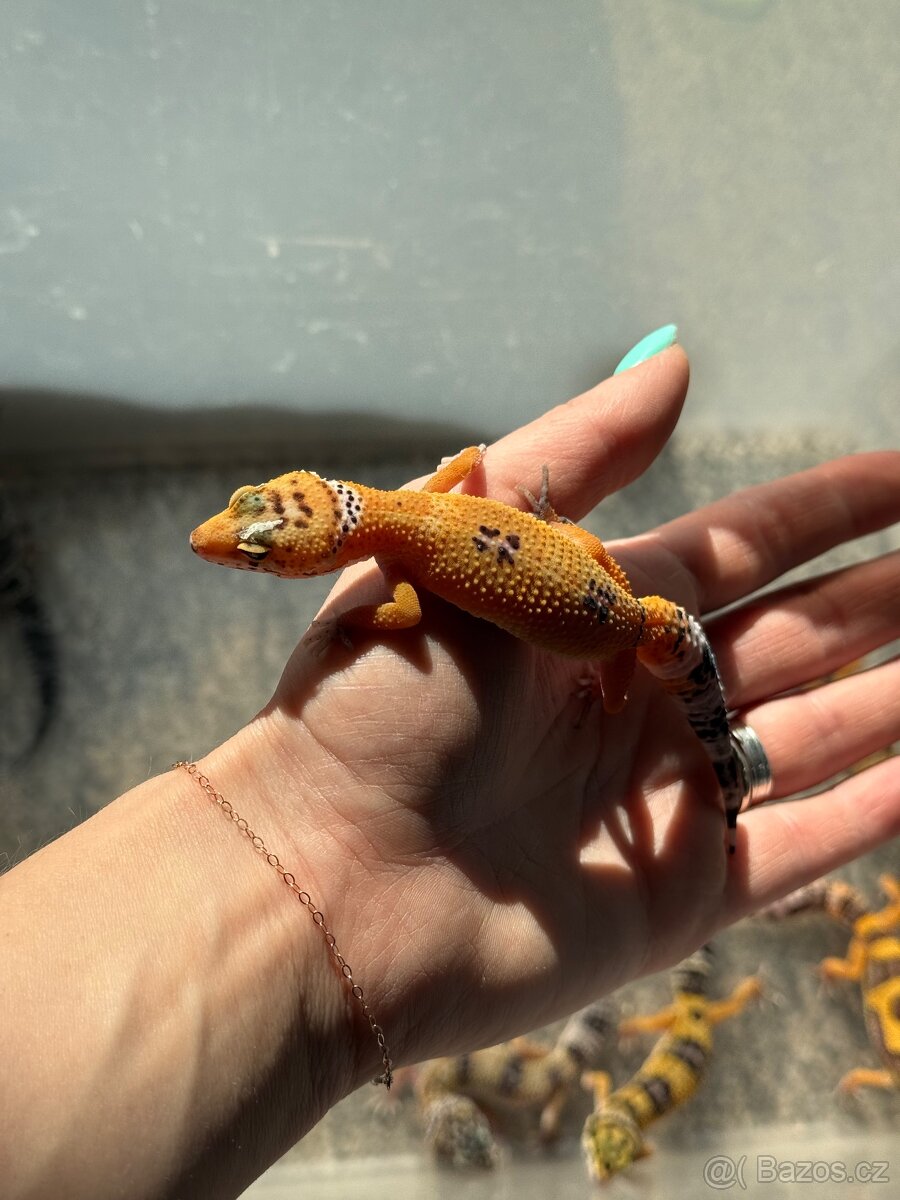 gekončík noční - 3