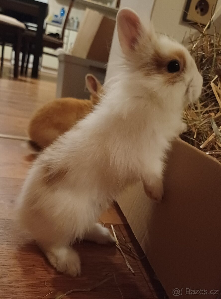 Zakrslí králík. - 3