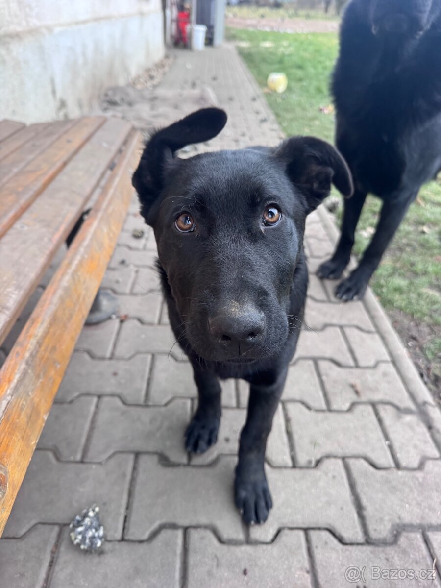 Německý ovčák kříženec - 3