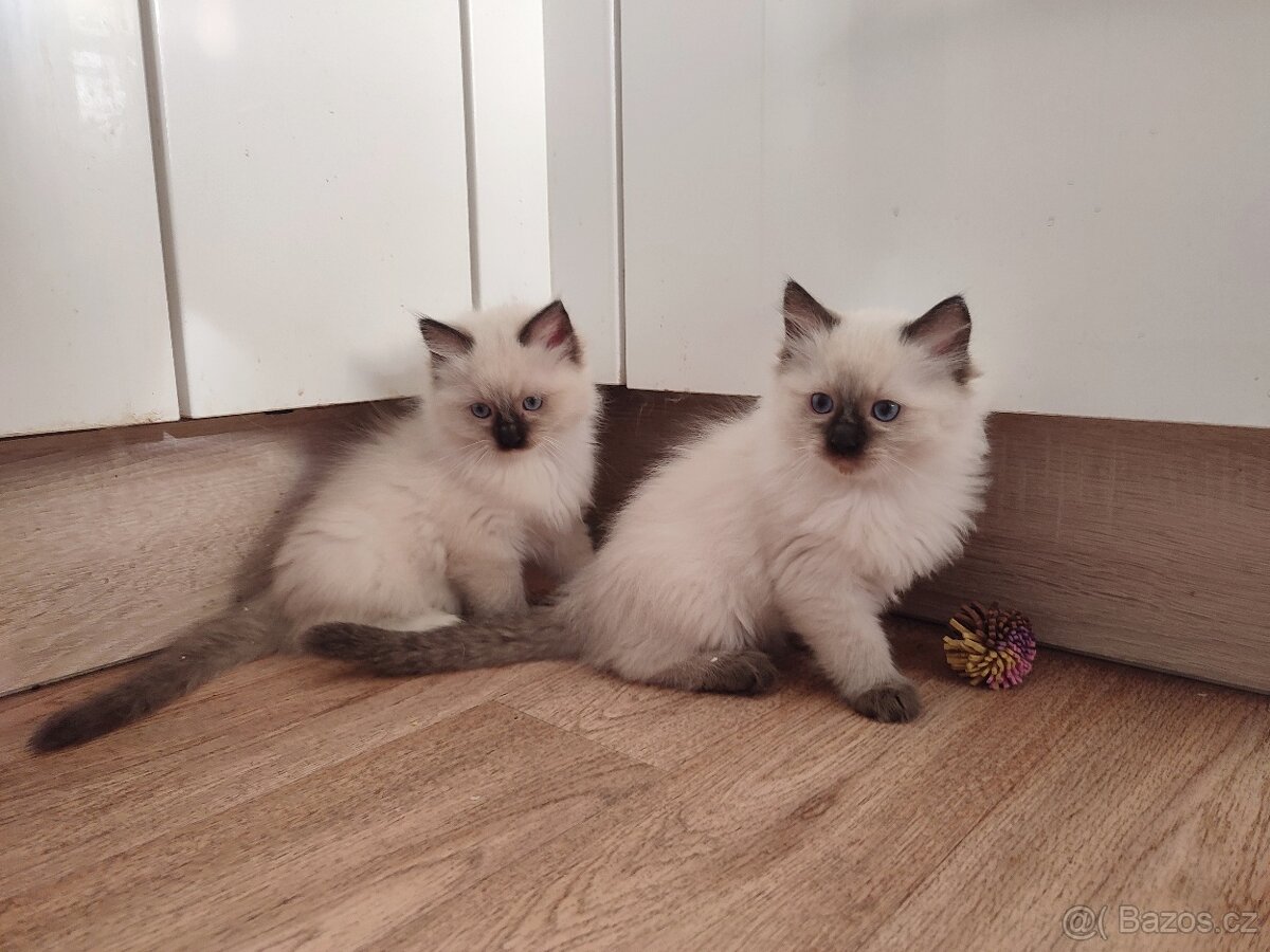 Ragdoll koťátka bez PP - 3