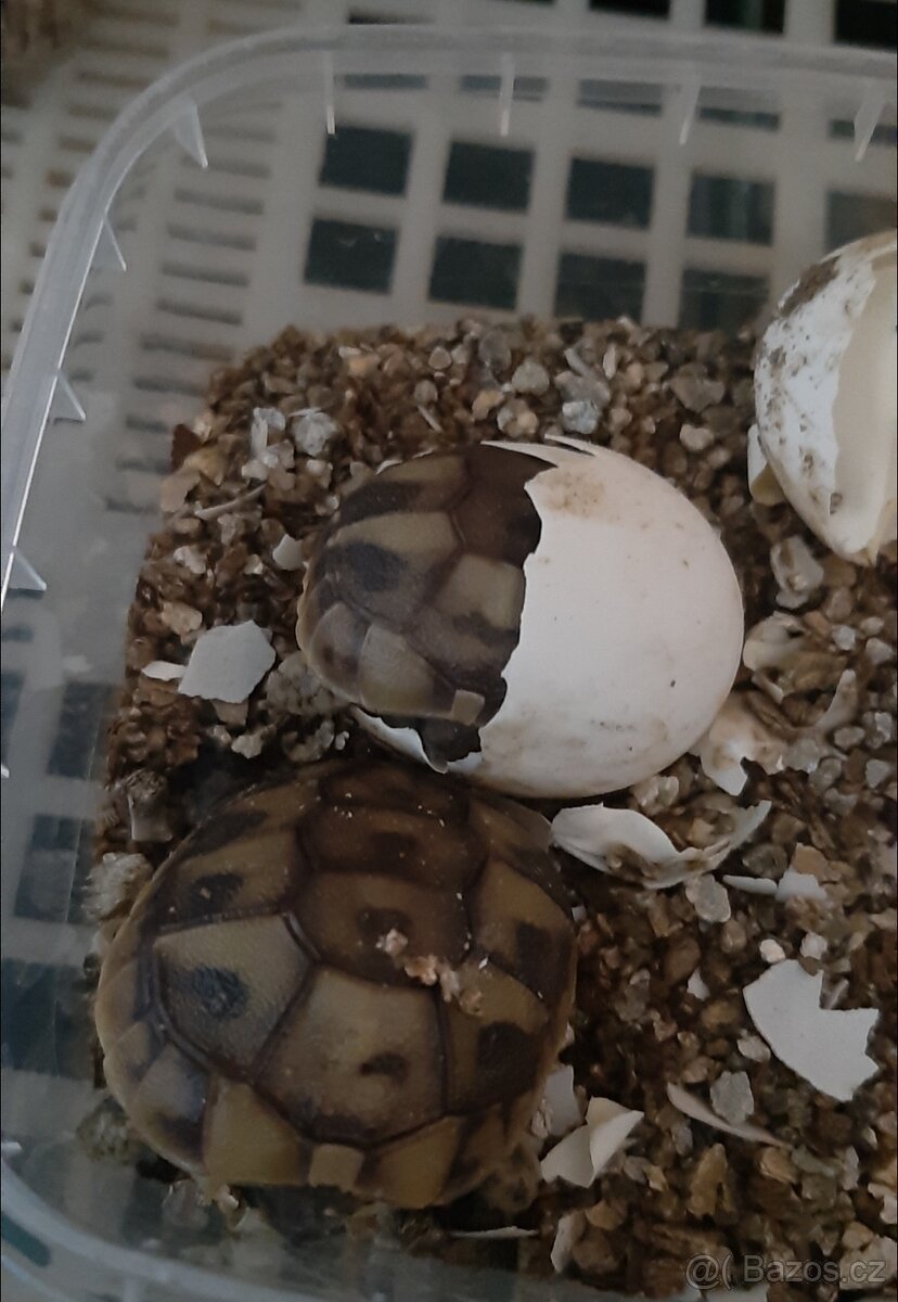 Želva zelenavá - 3