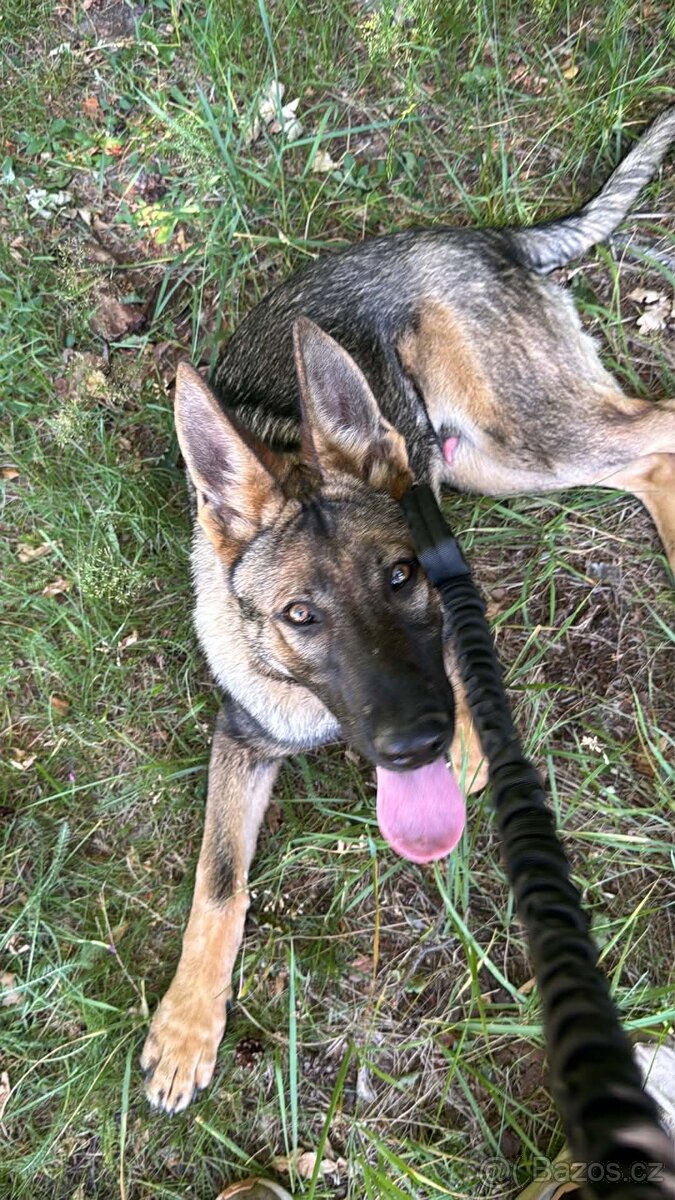 Německý ovčák štěně - 3