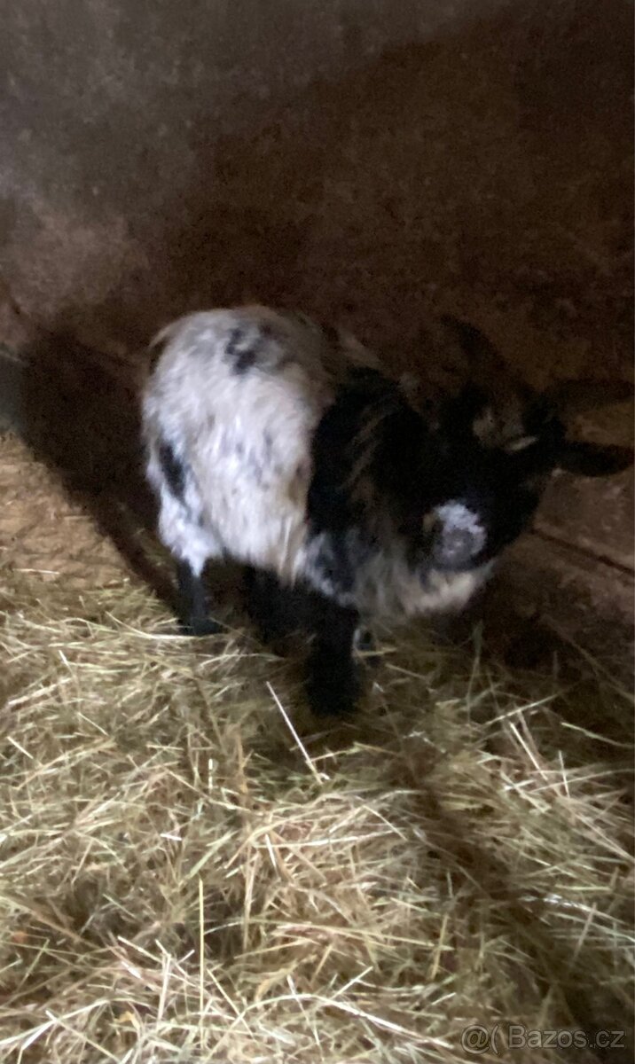 Samec lamy krotké - 3