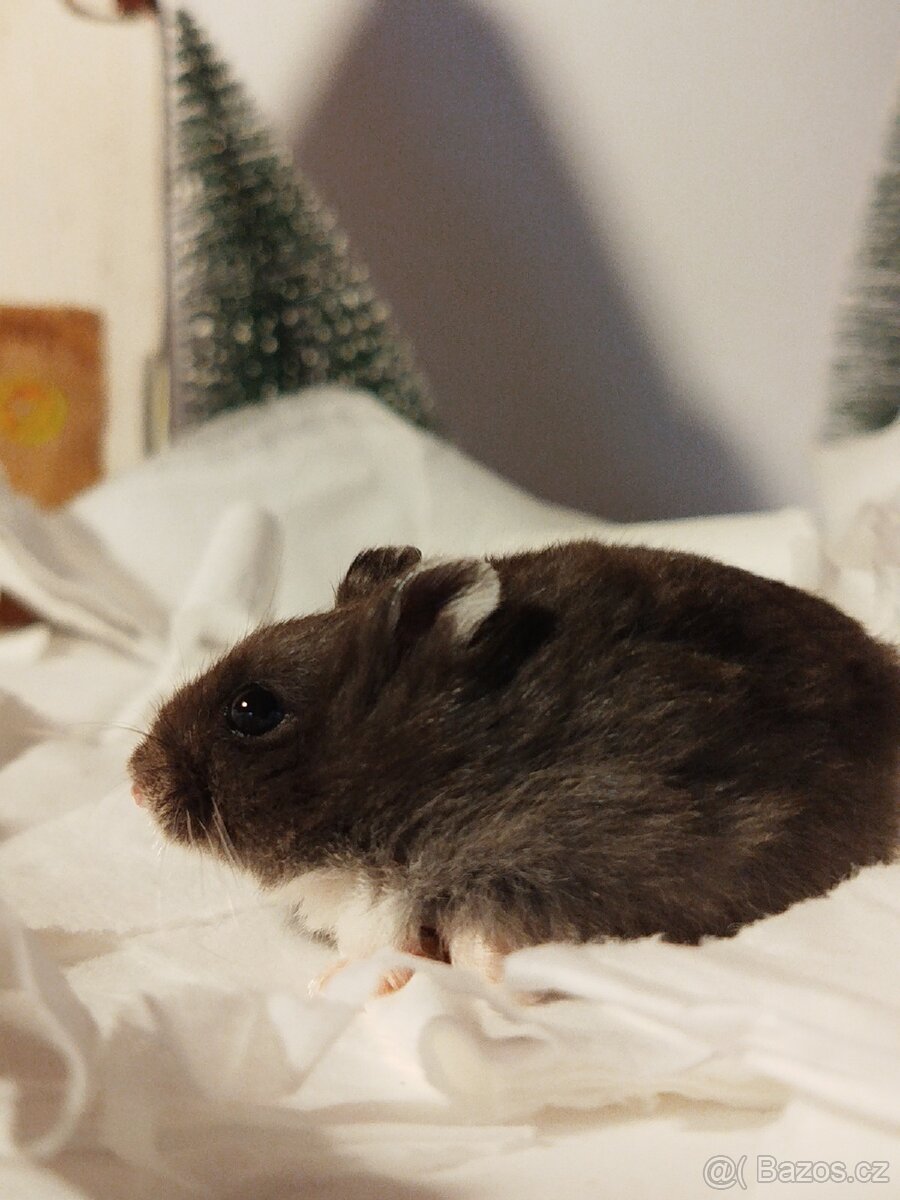 Křeček džungarský sameček - 3