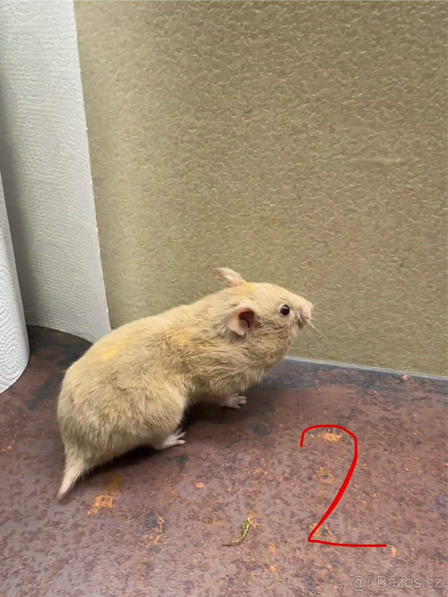 Křeček zlatý, syrský - 3