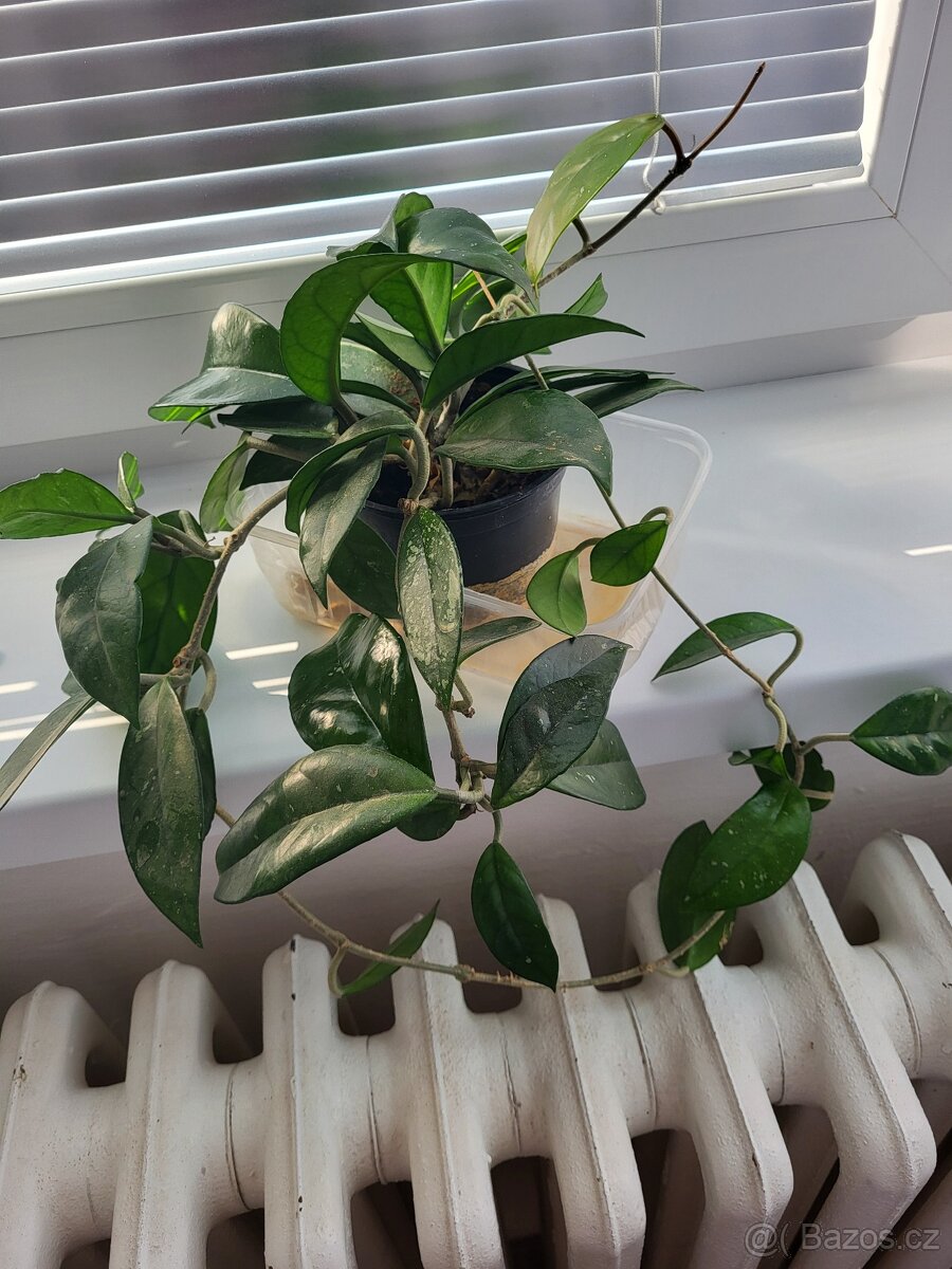 pokojové rostliny - 3