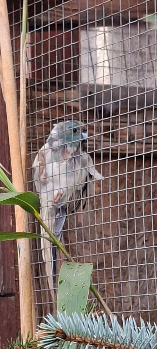 Kakariky rudočelí - 3