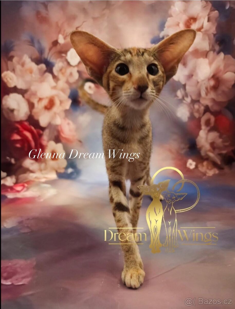Orientální kočka s PP Glenna - 3